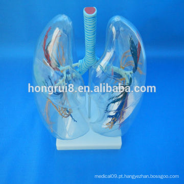 VENDAS QUENTES Modelo de segmento de pulmão transparente pulmão anatômico humano transparente